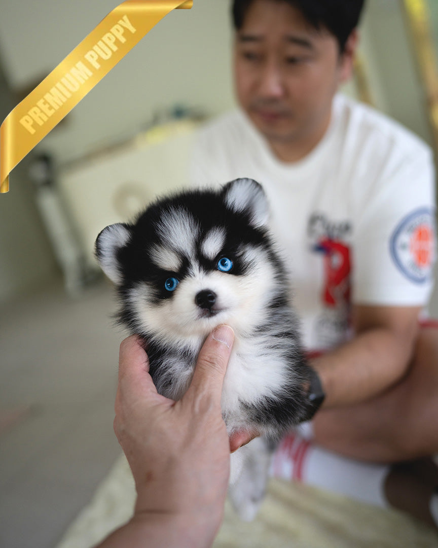 KODA - MALE (PURCHASED by SACHI)