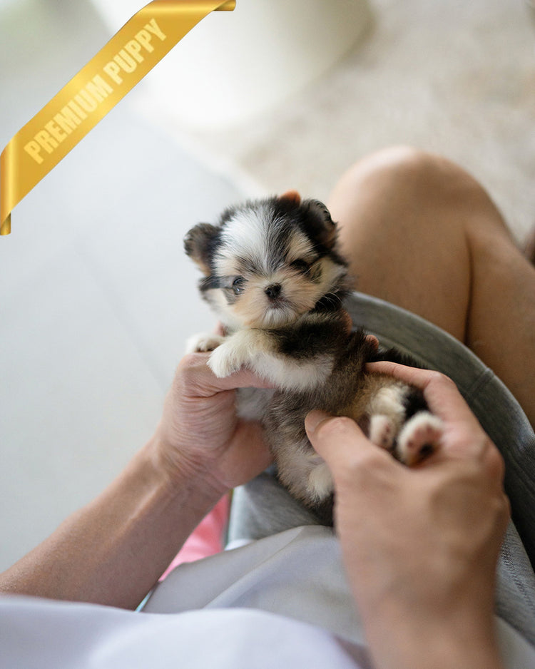 PICO - MALE - ROLLY TEACUP PUPPIES - TEACUP PUPPY FOR SALE