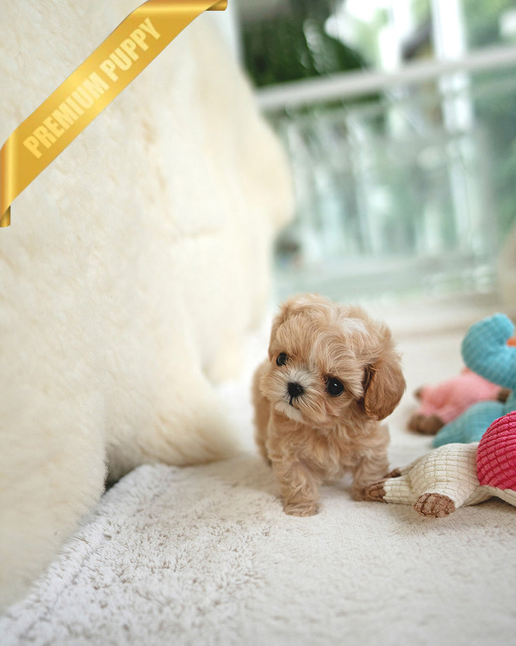 ESME - FEMALE (PURCHASED by ELSA) - ROLLY TEACUP PUPPIES - TEACUP PUPPY FOR SALE