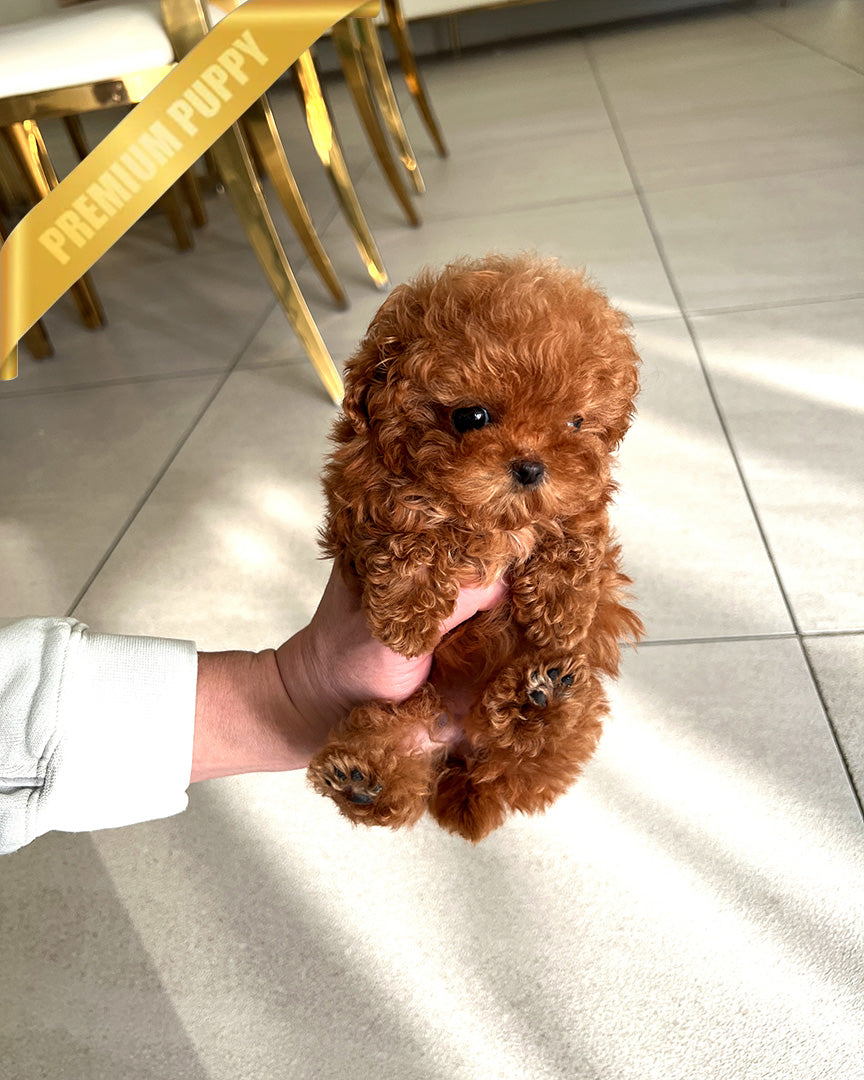 SIENNA - FEMALE (PURCHASED by NICOLE)