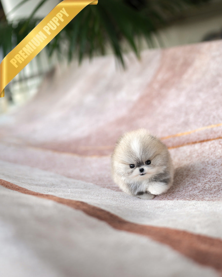 DORAEMON - MALE (PURCHASED by ANONYMITY) - ROLLYPUPS OFFICIAL