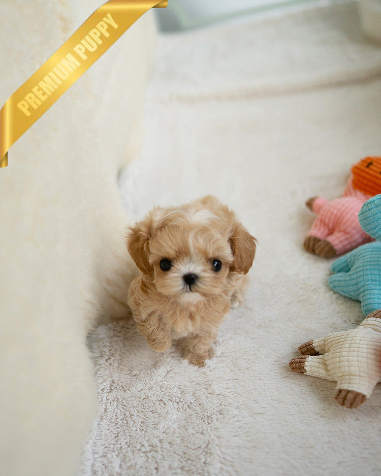 ESME - FEMALE (PURCHASED by ELSA) - ROLLY TEACUP PUPPIES - TEACUP PUPPY FOR SALE