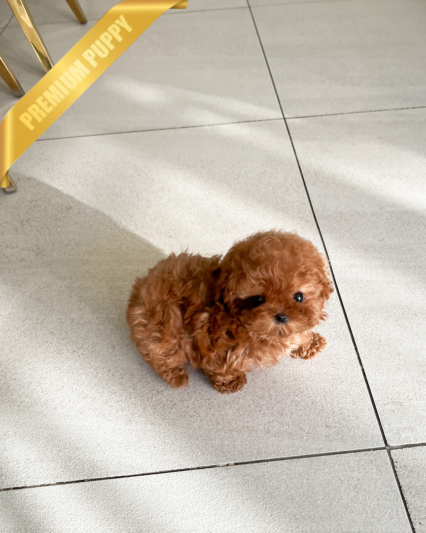 SIENNA - FEMALE (PURCHASED by NICOLE)