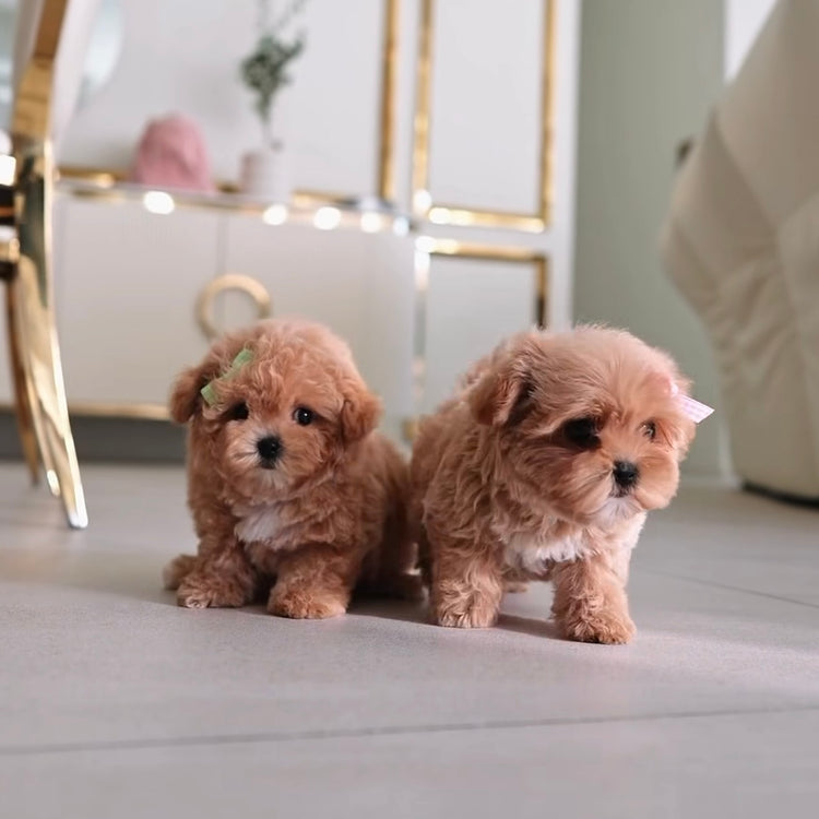 BONYA - FEMALE (PURCHASED by VLADIMIR) - ROLLYPUPS OFFICIAL - 