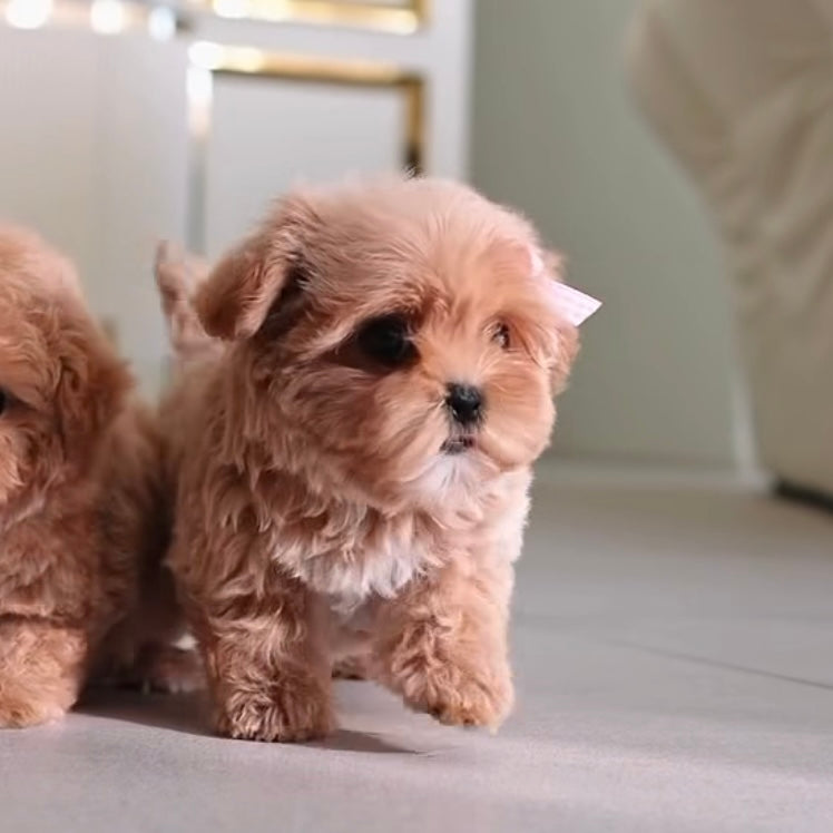 BONYA - FEMALE (PURCHASED by VLADIMIR) - ROLLYPUPS OFFICIAL - 
