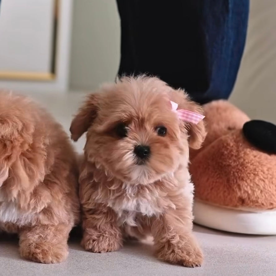 BONYA - FEMALE (PURCHASED by VLADIMIR) - ROLLYPUPS OFFICIAL - 
