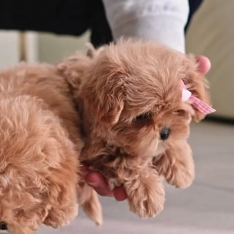 BONYA - FEMALE (PURCHASED by VLADIMIR) - ROLLYPUPS OFFICIAL - 