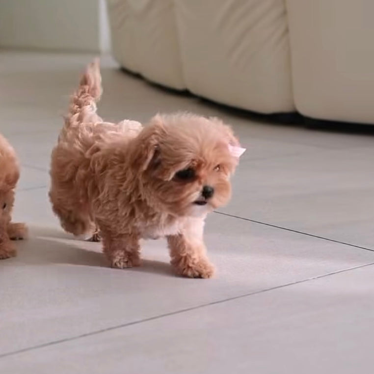 BONYA - FEMALE (PURCHASED by VLADIMIR) - ROLLYPUPS OFFICIAL - 