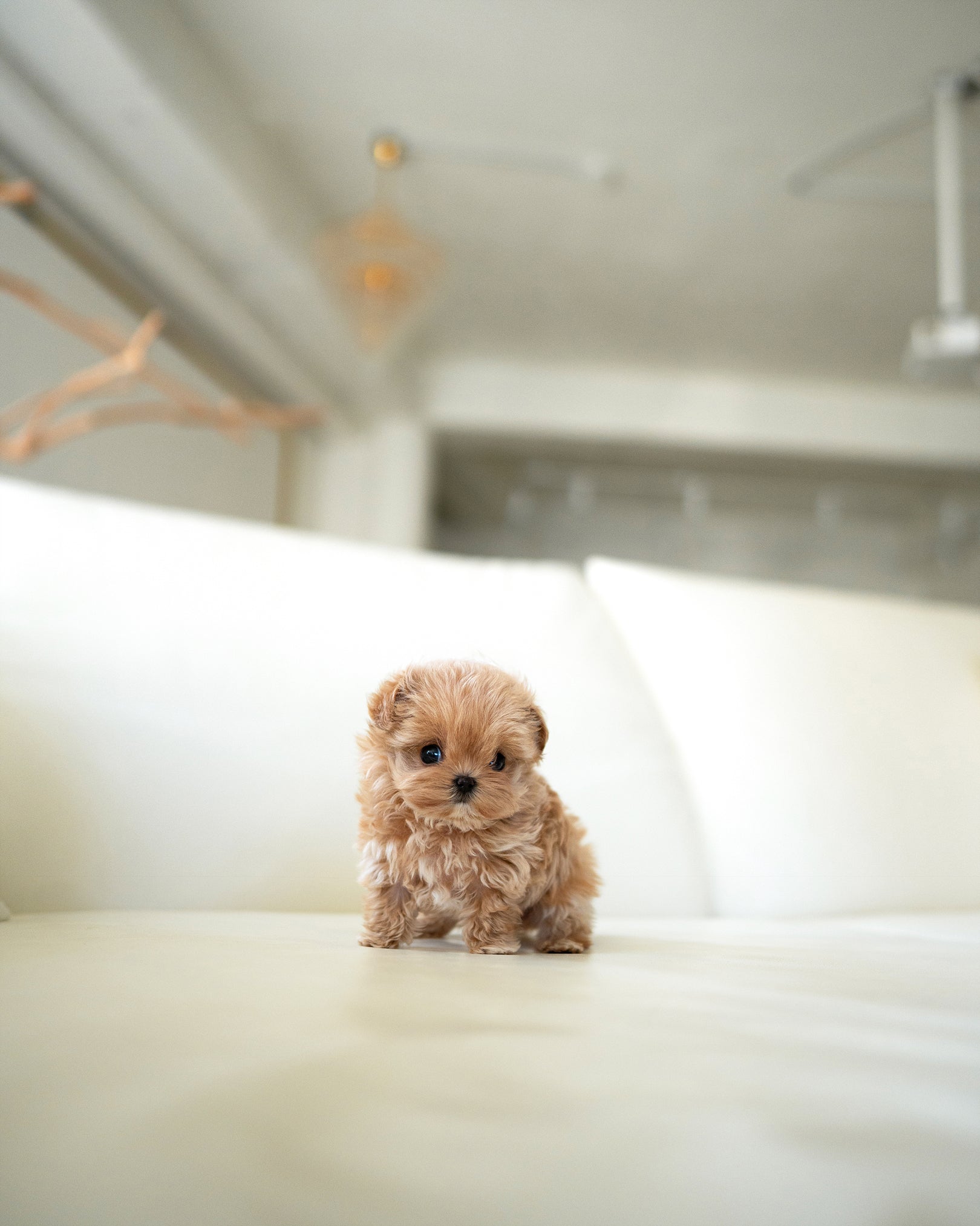 LALA - FEMALE - ROLLY TEACUP PUPPIES - TEACUP PUPPY FOR SALE