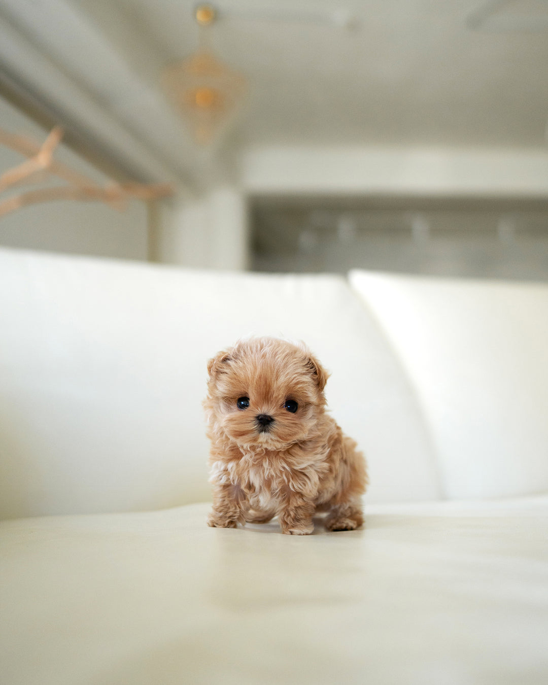 LALA - FEMALE - ROLLY TEACUP PUPPIES - TEACUP PUPPY FOR SALE