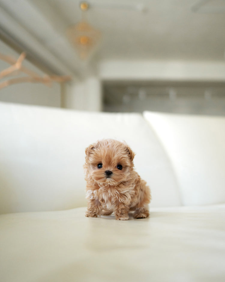 LALA - FEMALE - ROLLY TEACUP PUPPIES - TEACUP PUPPY FOR SALE