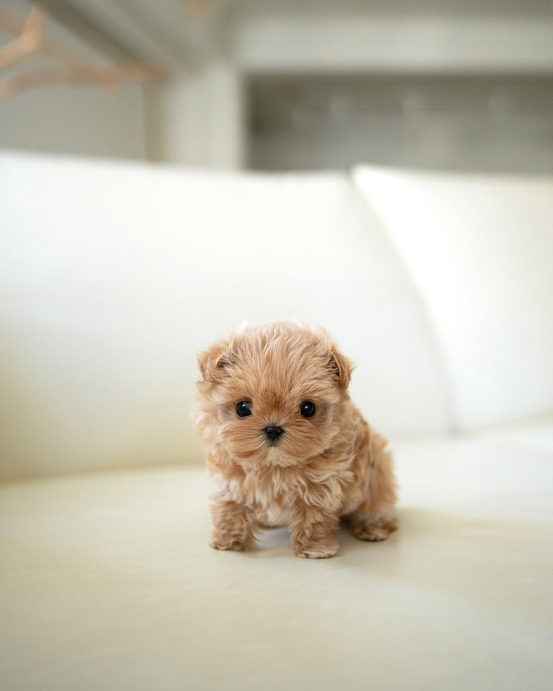 LALA - FEMALE - ROLLY TEACUP PUPPIES - TEACUP PUPPY FOR SALE