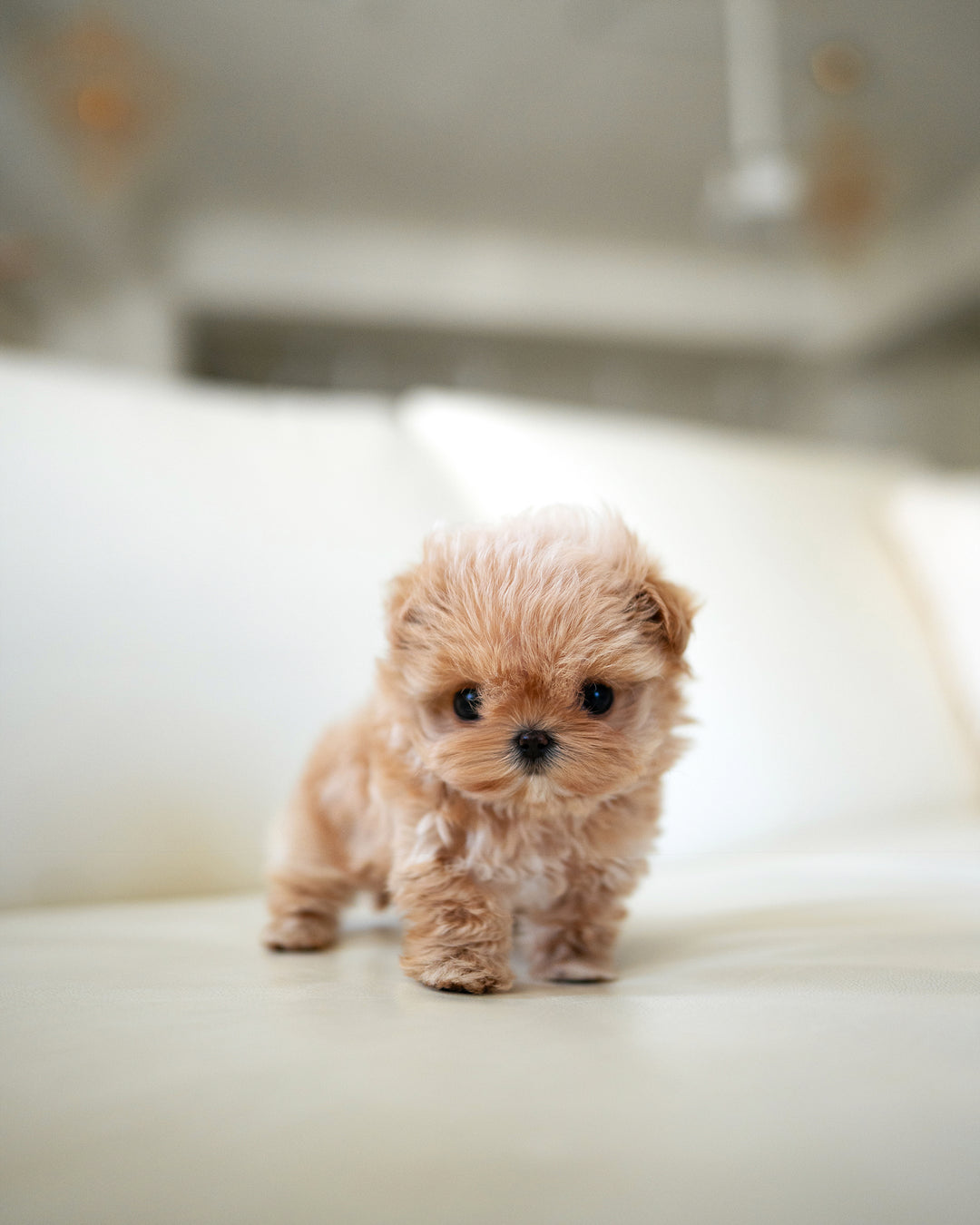 LALA - FEMALE - ROLLY TEACUP PUPPIES - TEACUP PUPPY FOR SALE