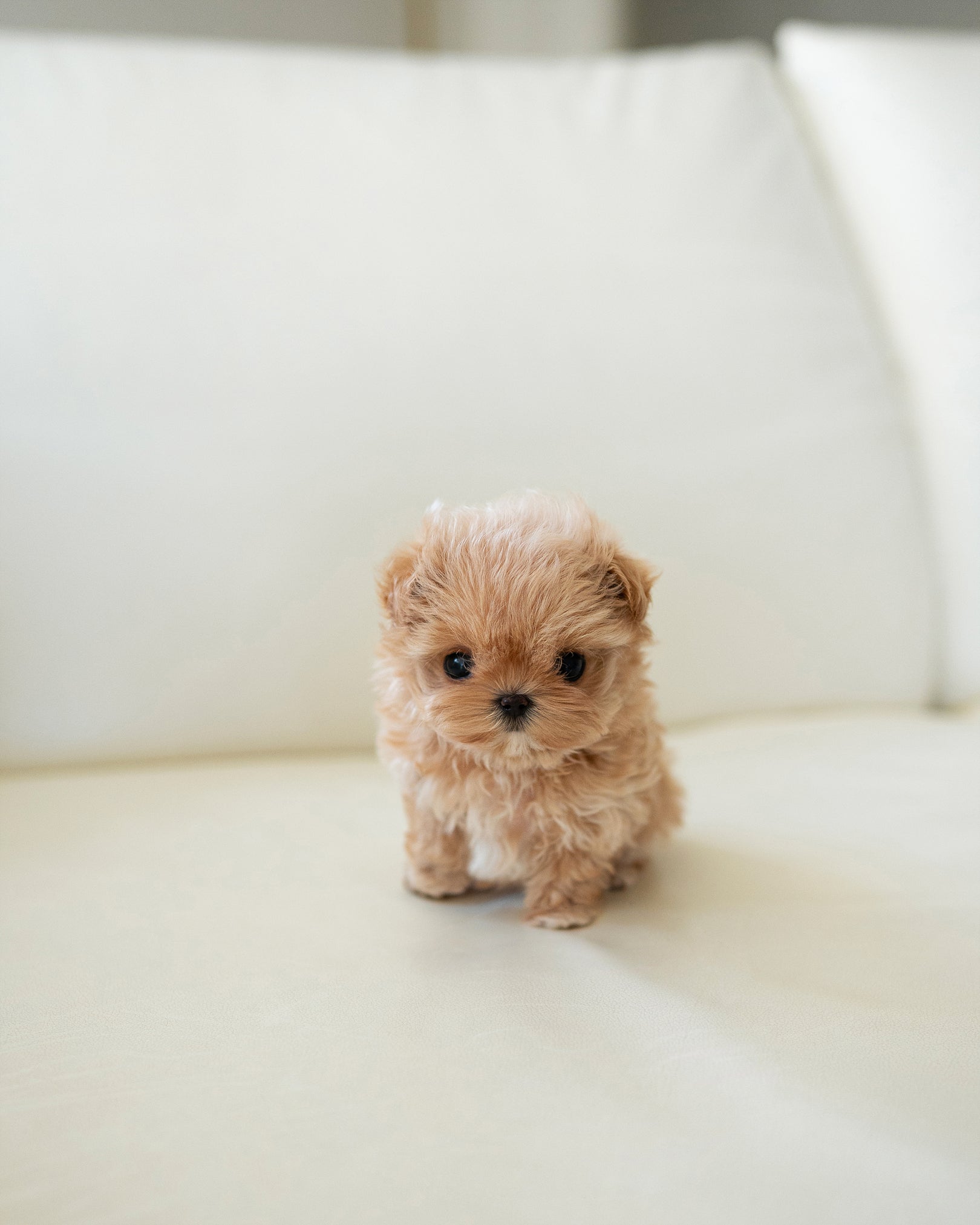 LALA - FEMALE - ROLLY TEACUP PUPPIES - TEACUP PUPPY FOR SALE