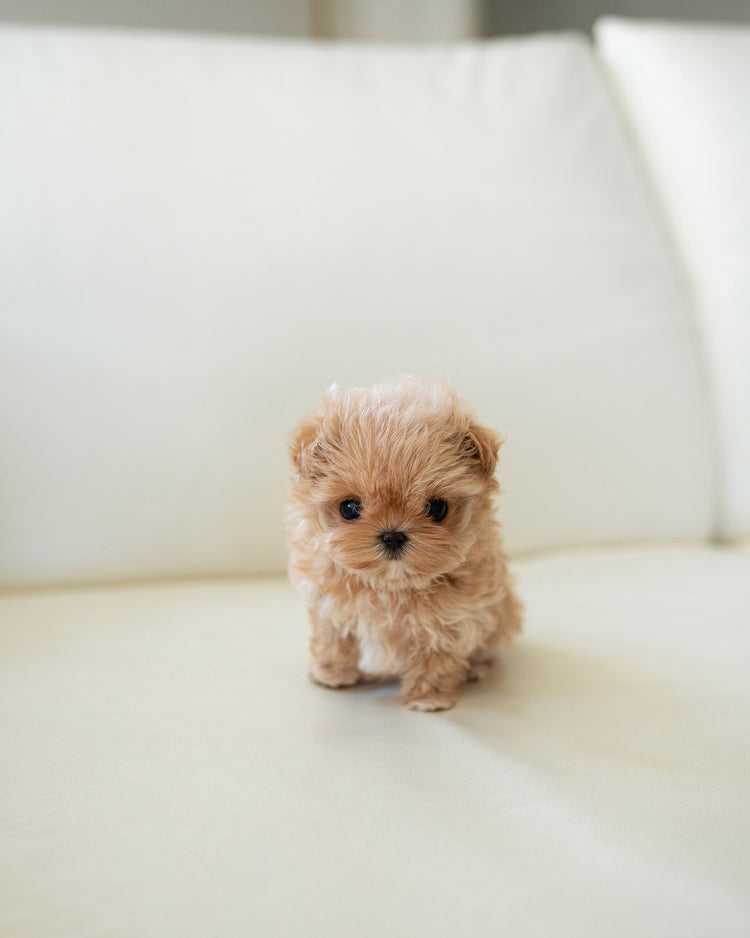 LALA - FEMALE - ROLLY TEACUP PUPPIES - TEACUP PUPPY FOR SALE