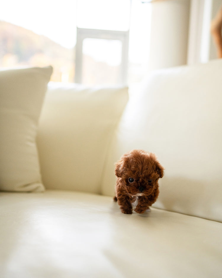 MITCH - MALE - ROLLY TEACUP PUPPIES - TEACUP PUPPY FOR SALE