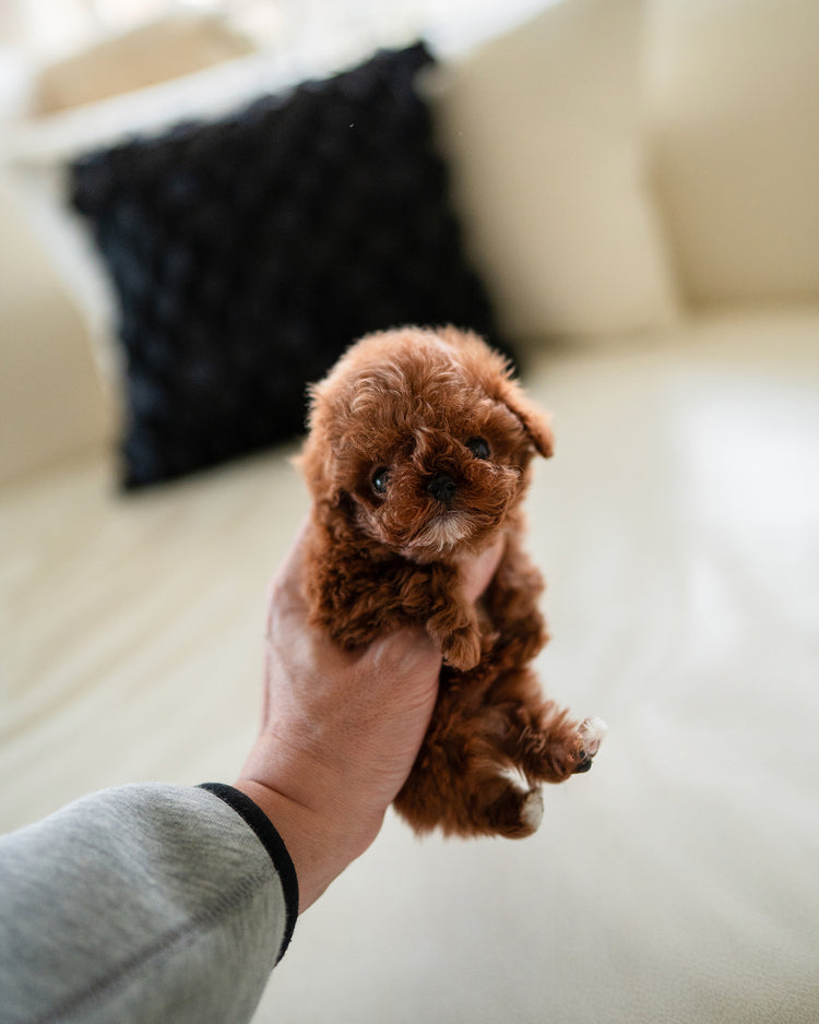 MITCH - MALE - ROLLY TEACUP PUPPIES - TEACUP PUPPY FOR SALE