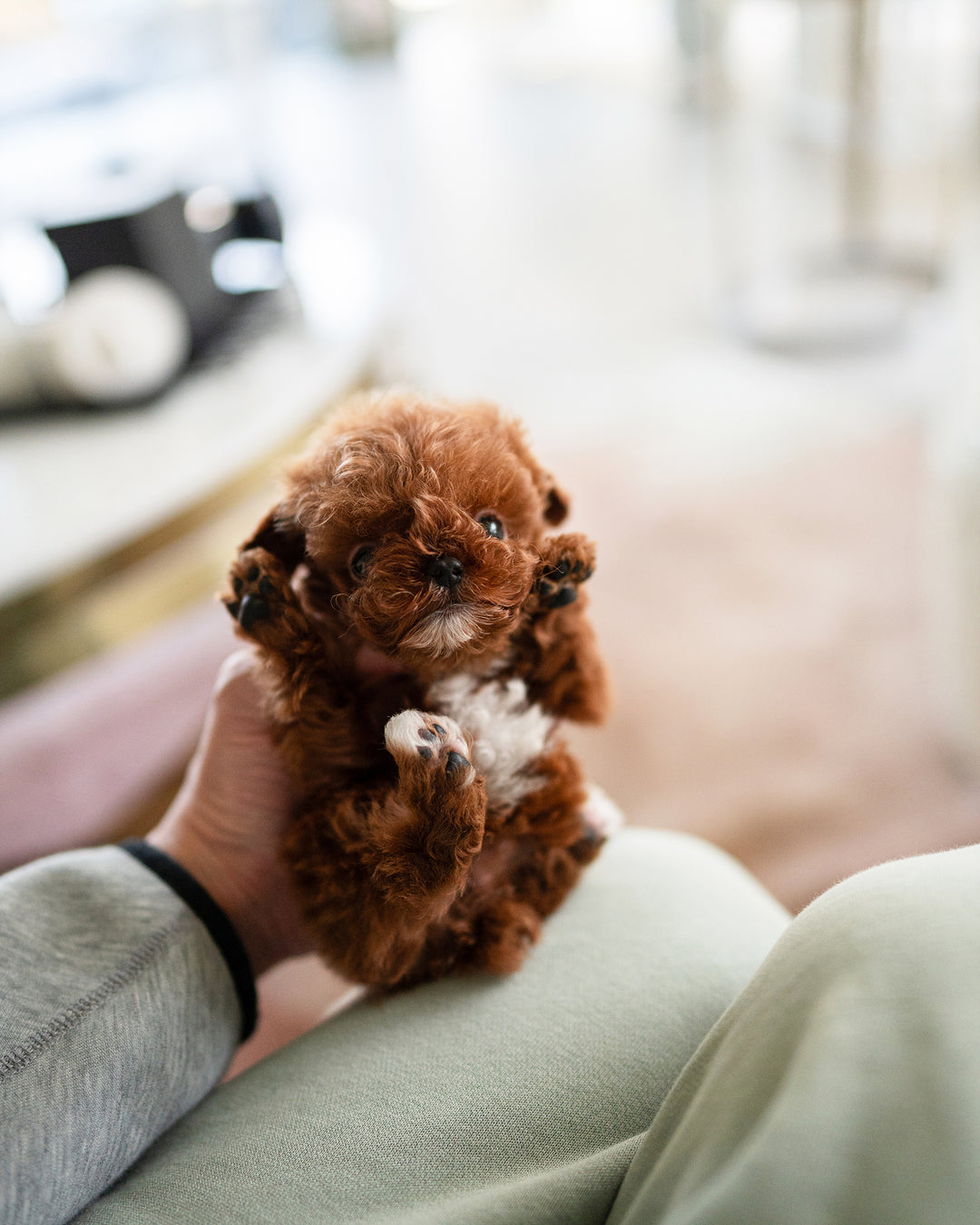 MITCH - MALE - ROLLY TEACUP PUPPIES - TEACUP PUPPY FOR SALE