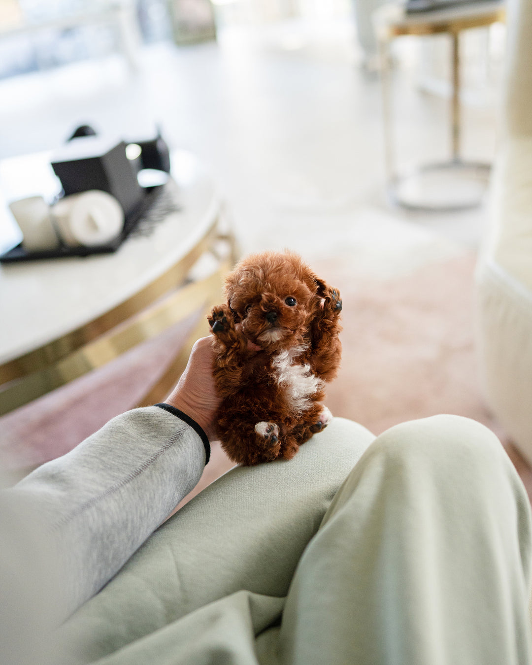 MITCH - MALE - ROLLY TEACUP PUPPIES - TEACUP PUPPY FOR SALE