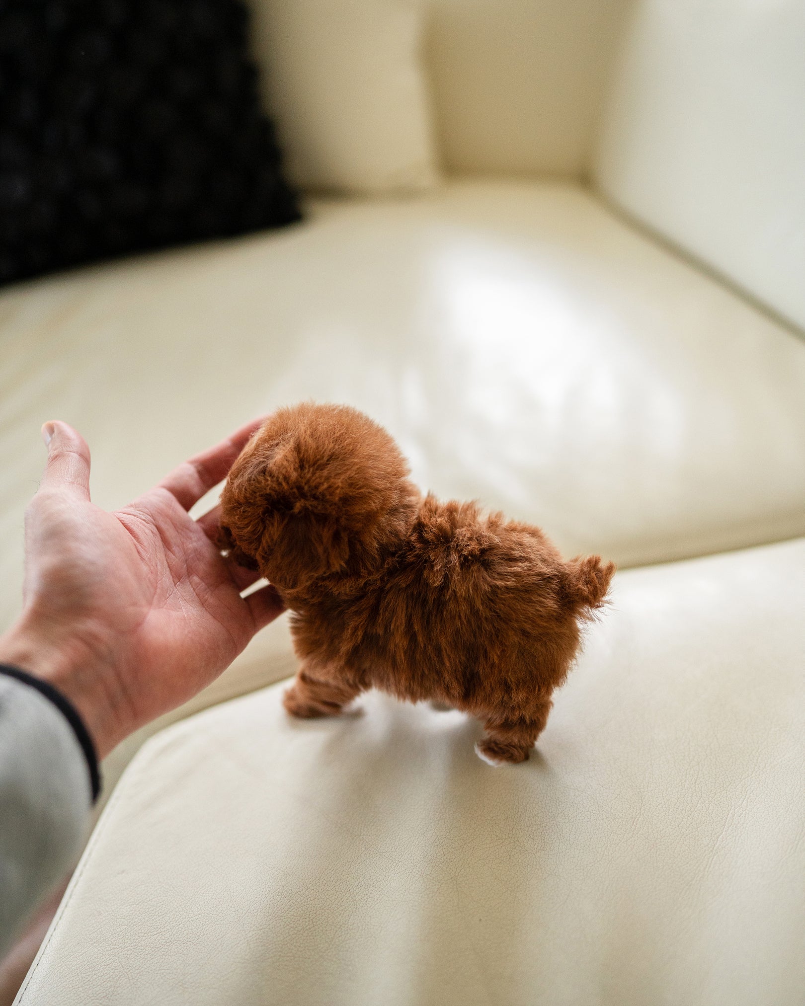 MITCH - MALE - ROLLY TEACUP PUPPIES - TEACUP PUPPY FOR SALE