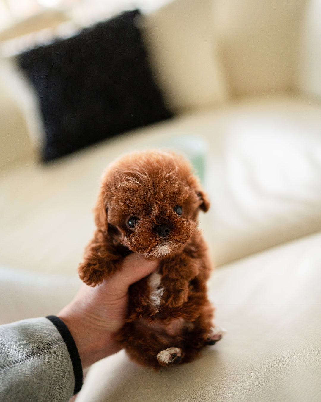 MITCH - MALE - ROLLY TEACUP PUPPIES - TEACUP PUPPY FOR SALE