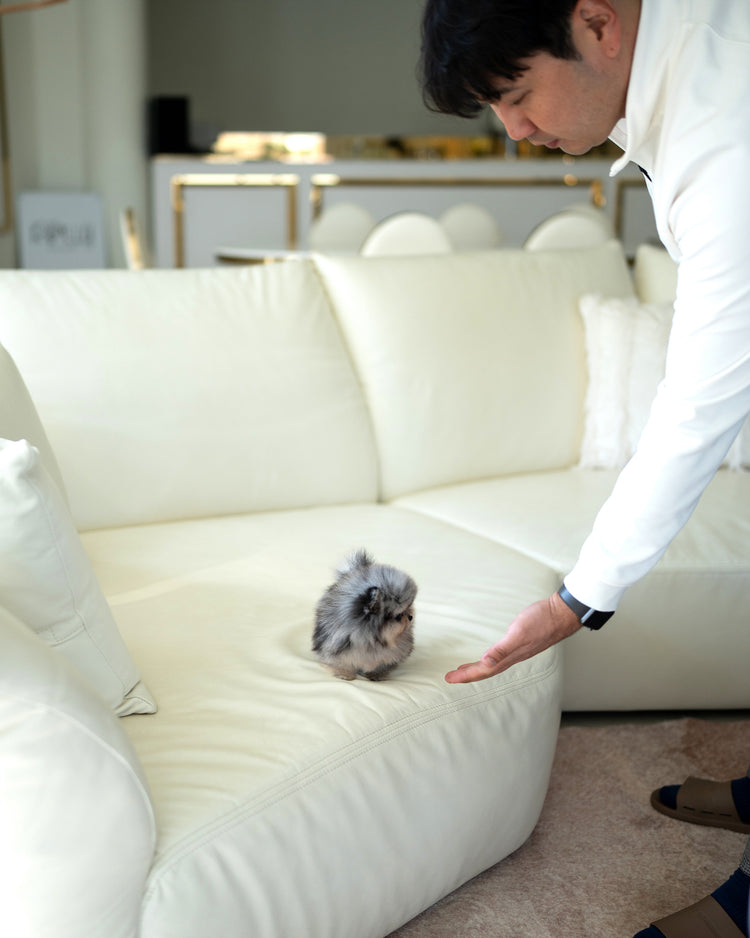 SUKI - FEMALE (RESERVED by MAURO) - ROLLY TEACUP PUPPIES - TEACUP PUPPY FOR SALE