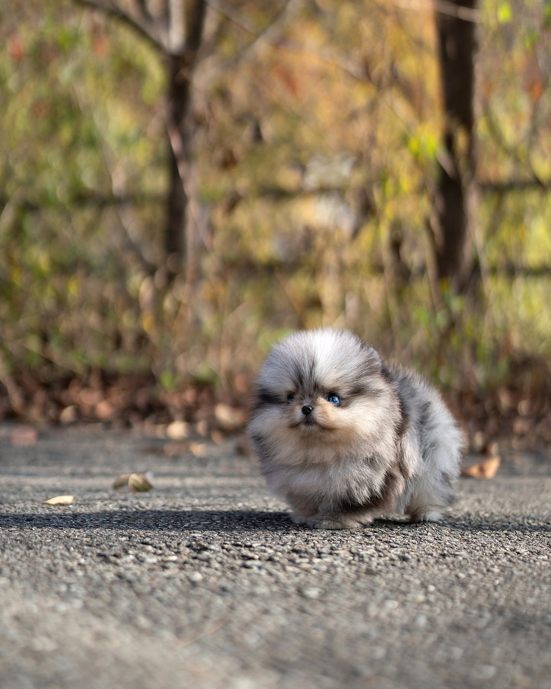 SUKI - FEMALE (RESERVED by MAURO) - ROLLY TEACUP PUPPIES - TEACUP PUPPY FOR SALE