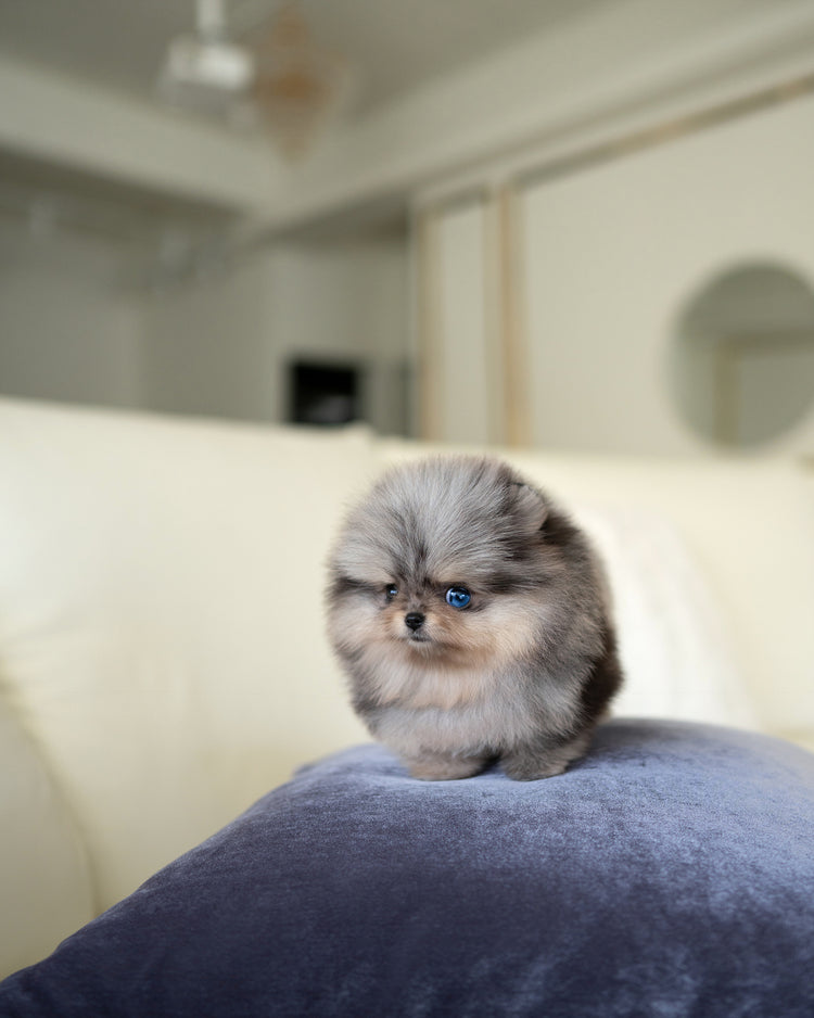 SUKI - FEMALE (RESERVED by MAURO) - ROLLY TEACUP PUPPIES - TEACUP PUPPY FOR SALE