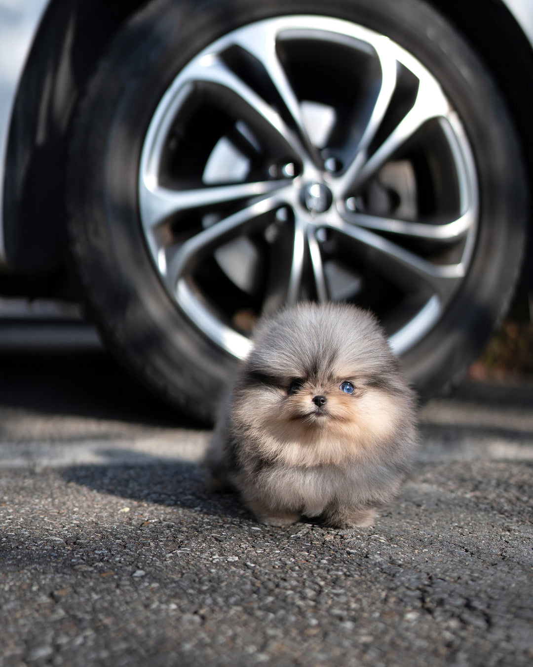 SUKI - FEMALE (RESERVED by MAURO) - ROLLY TEACUP PUPPIES - TEACUP PUPPY FOR SALE