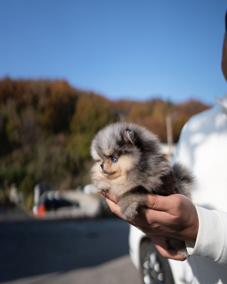SUKI - FEMALE (RESERVED by MAURO) - ROLLY TEACUP PUPPIES - TEACUP PUPPY FOR SALE