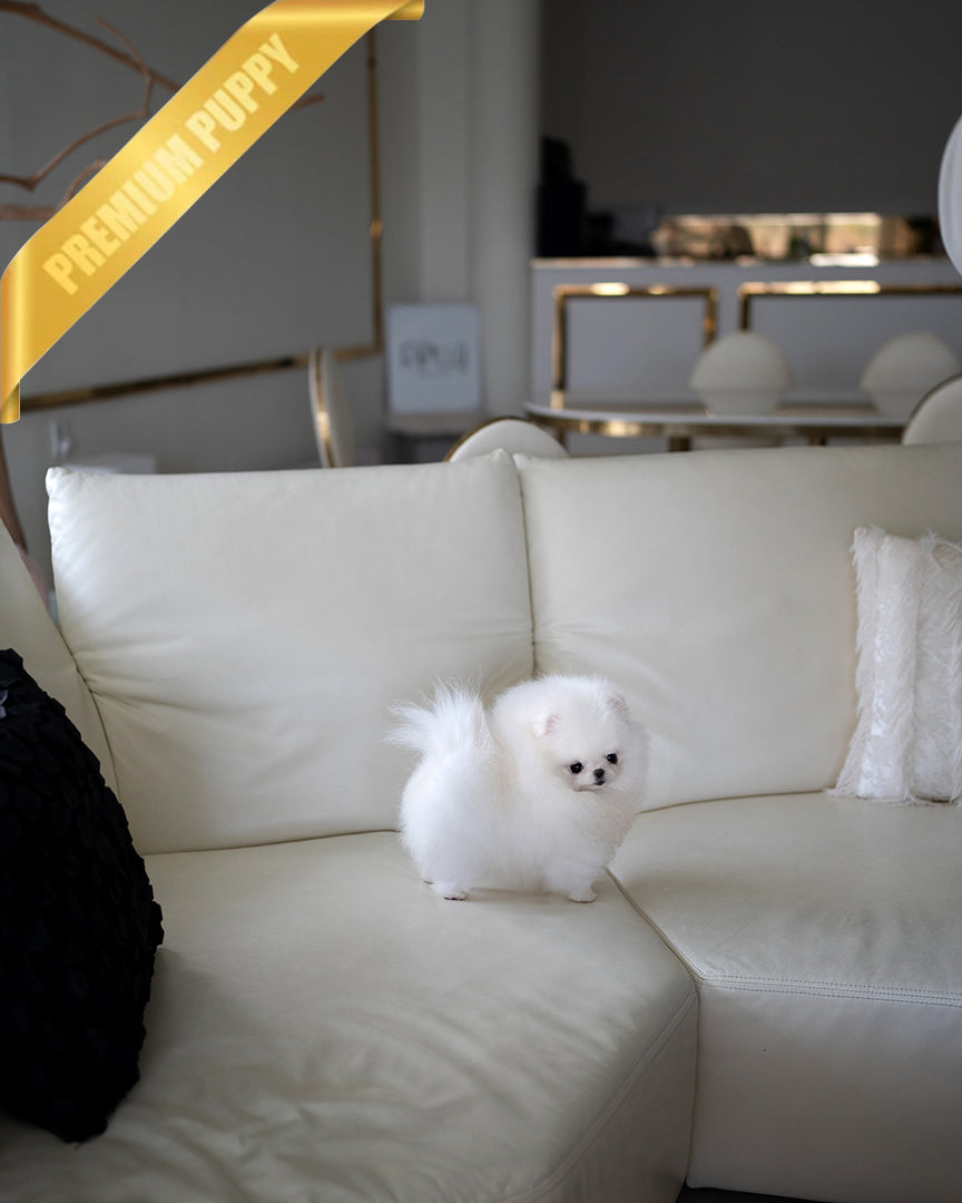 CHER - FEMALE - ROLLY TEACUP PUPPIES - TEACUP PUPPY FOR SALE