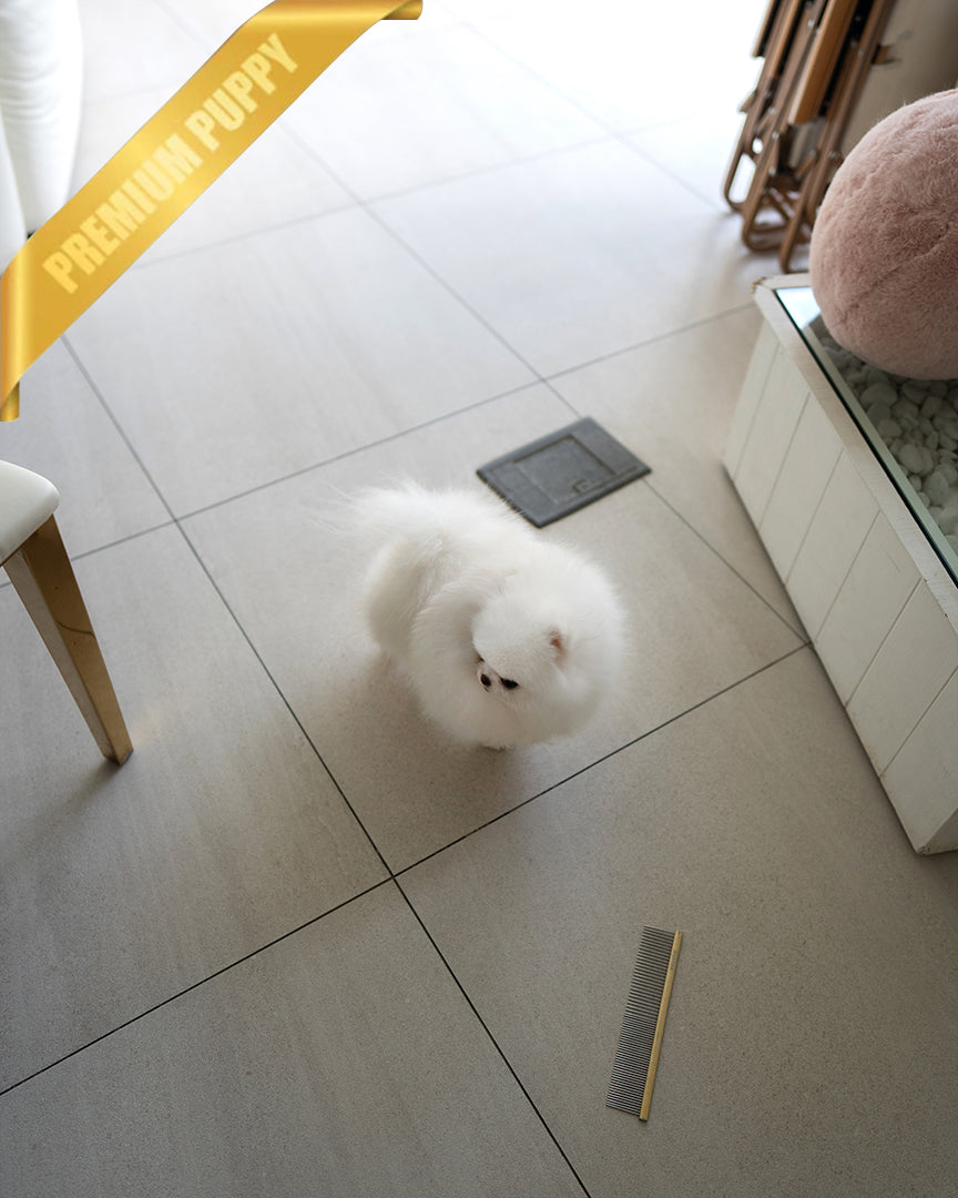 CHER - FEMALE - ROLLY TEACUP PUPPIES - TEACUP PUPPY FOR SALE