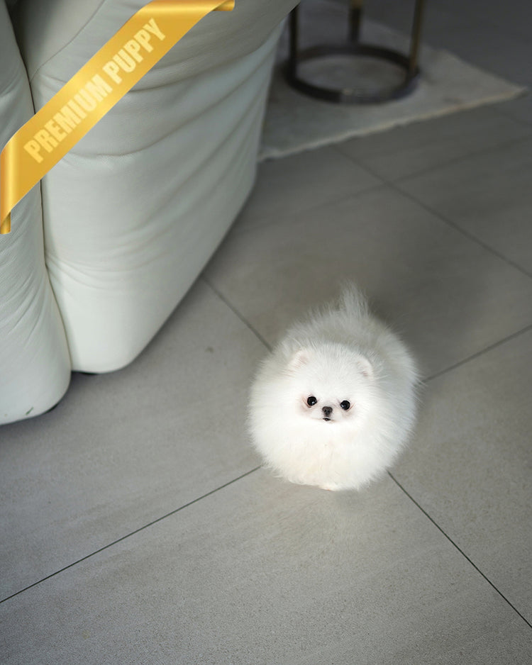 CHER - FEMALE - ROLLY TEACUP PUPPIES - TEACUP PUPPY FOR SALE