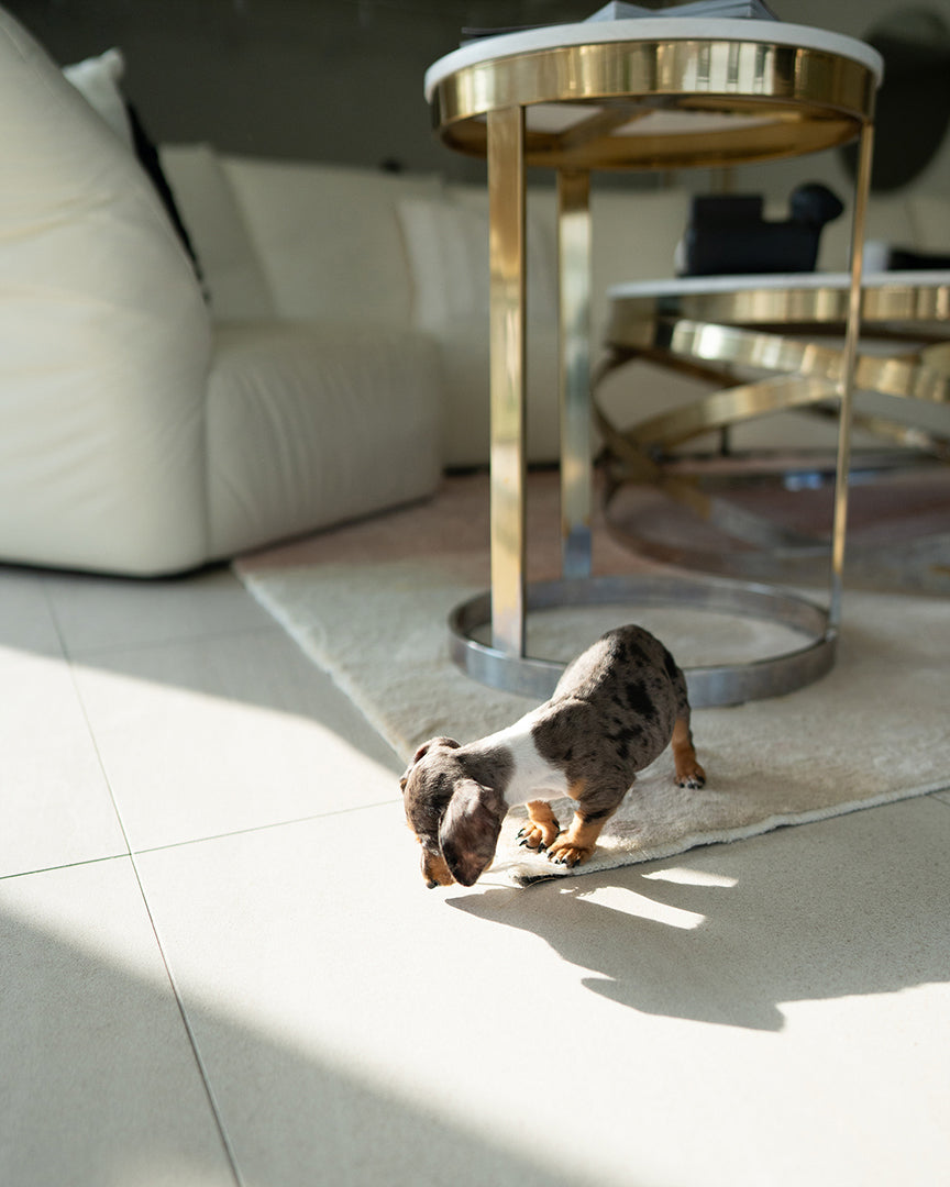 NOVA - FEMALE (PURCHASED by GABRIEL) - ROLLY TEACUP PUPPIES - TEACUP PUPPY FOR SALE