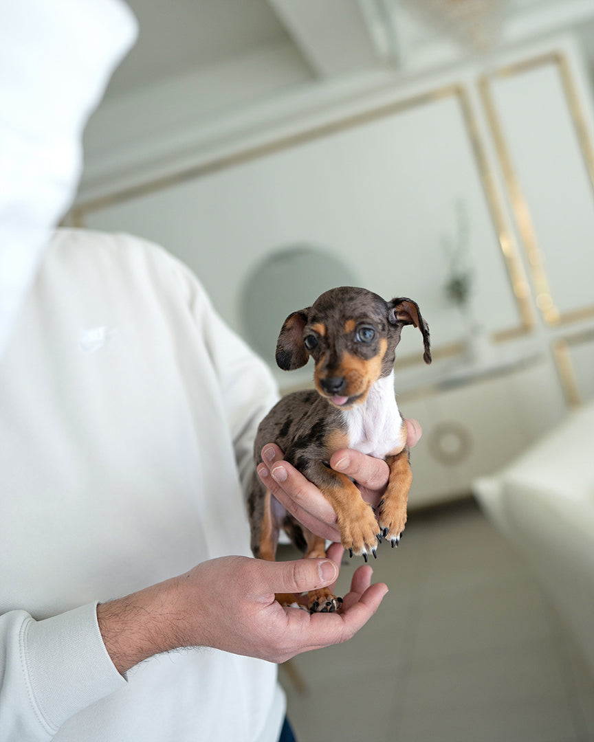 NOVA - FEMALE (PURCHASED by GABRIEL) - ROLLY TEACUP PUPPIES - TEACUP PUPPY FOR SALE