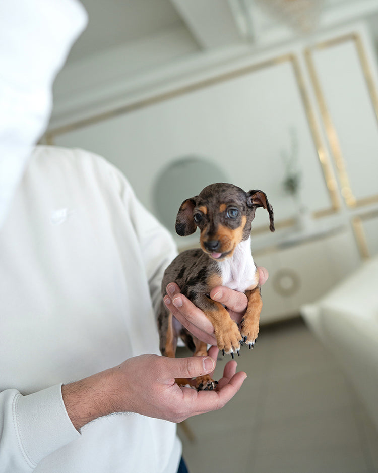 NOVA - FEMALE (PURCHASED by GABRIEL) - ROLLY TEACUP PUPPIES - TEACUP PUPPY FOR SALE