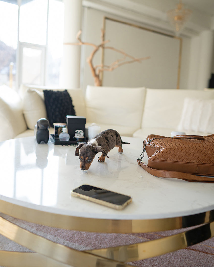 NOVA - FEMALE (PURCHASED by GABRIEL) - ROLLY TEACUP PUPPIES - TEACUP PUPPY FOR SALE