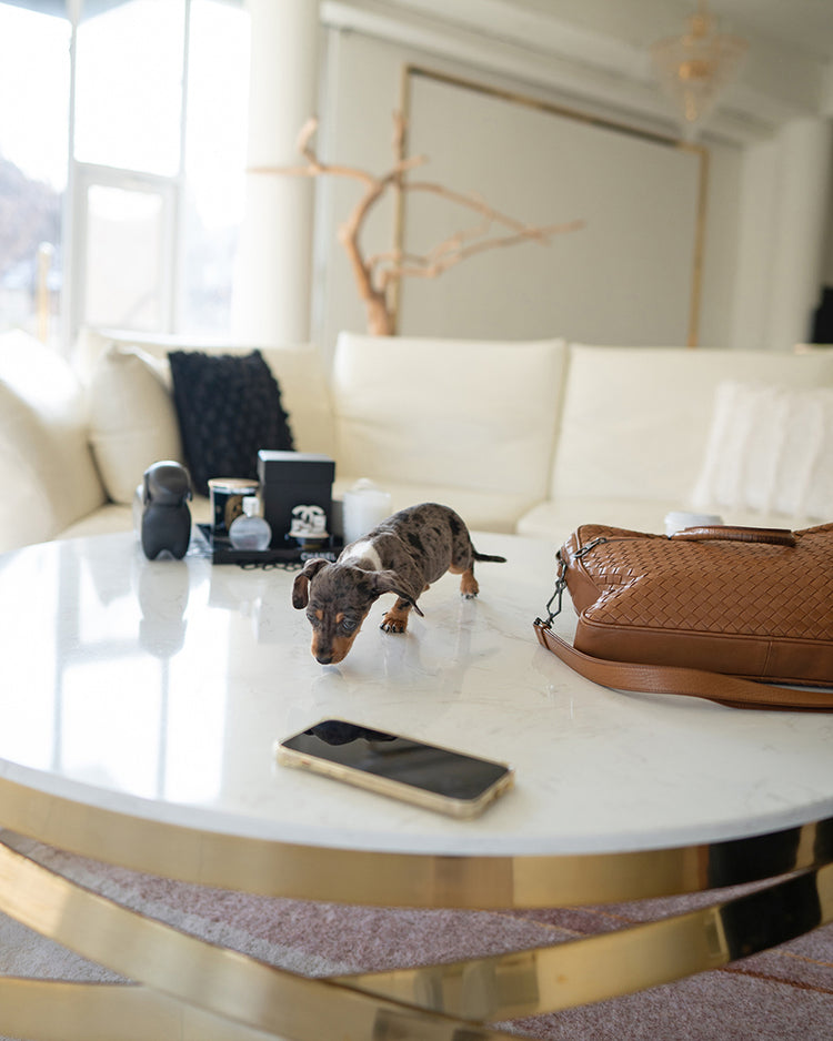 NOVA - FEMALE (PURCHASED by GABRIEL) - ROLLY TEACUP PUPPIES - TEACUP PUPPY FOR SALE