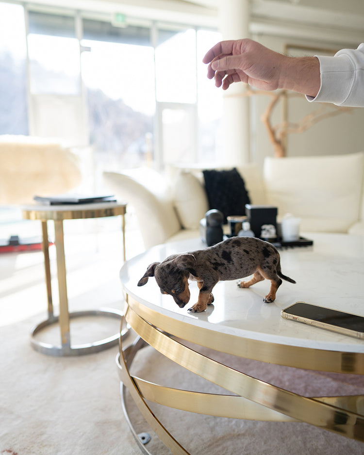 NOVA - FEMALE (PURCHASED by GABRIEL) - ROLLY TEACUP PUPPIES - TEACUP PUPPY FOR SALE