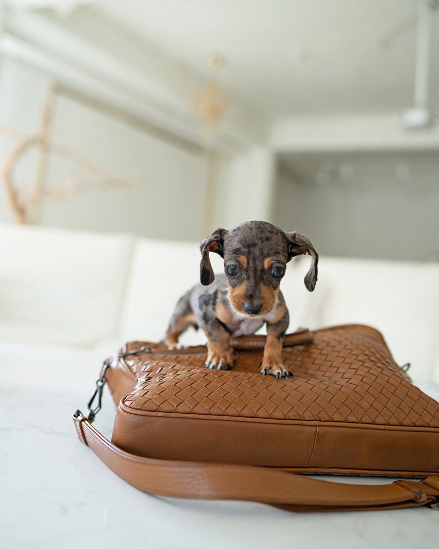 NOVA - FEMALE (PURCHASED by GABRIEL) - ROLLY TEACUP PUPPIES - TEACUP PUPPY FOR SALE