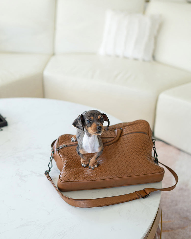 NOVA - FEMALE (PURCHASED by GABRIEL) - ROLLY TEACUP PUPPIES - TEACUP PUPPY FOR SALE