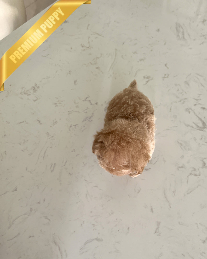 GIGI - FEMALE (PURCHASED by CARISSA) - ROLLY TEACUP PUPPIES - TEACUP PUPPY FOR SALE