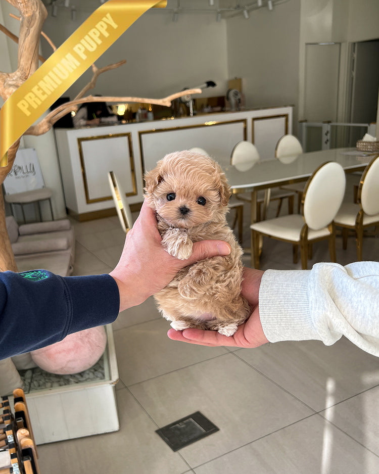 GIGI - FEMALE (PURCHASED by CARISSA) - ROLLY TEACUP PUPPIES - TEACUP PUPPY FOR SALE