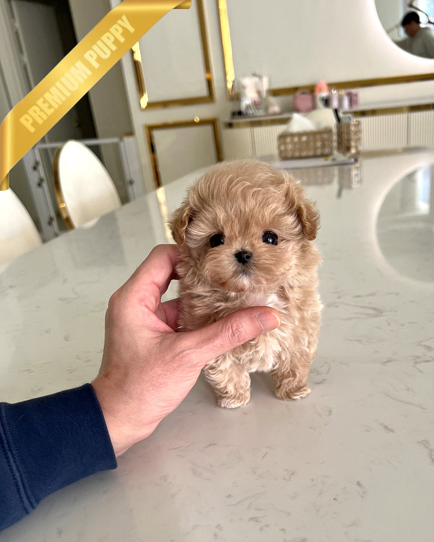 GIGI - FEMALE (PURCHASED by CARISSA) - ROLLY TEACUP PUPPIES - TEACUP PUPPY FOR SALE