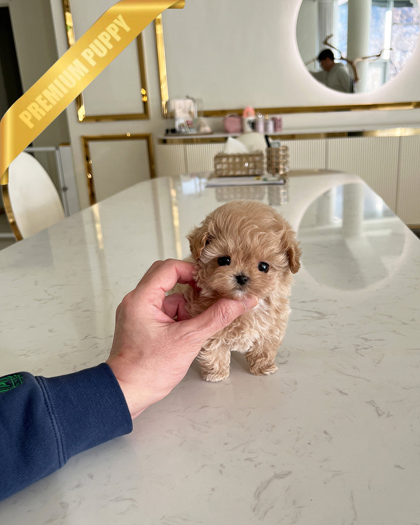 GIGI - FEMALE (PURCHASED by CARISSA) - ROLLY TEACUP PUPPIES - TEACUP PUPPY FOR SALE