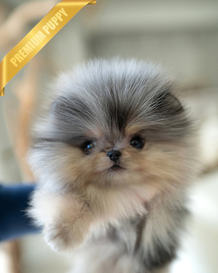 GISELE - FEMALE (RESERVED by BREON) - ROLLY TEACUP PUPPIES - TEACUP PUPPY FOR SALE