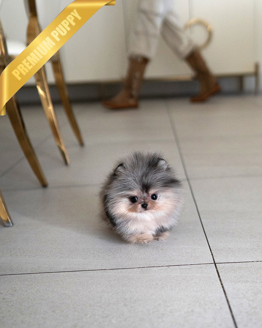 GISELE - FEMALE (RESERVED by BREON) - ROLLY TEACUP PUPPIES - TEACUP PUPPY FOR SALE