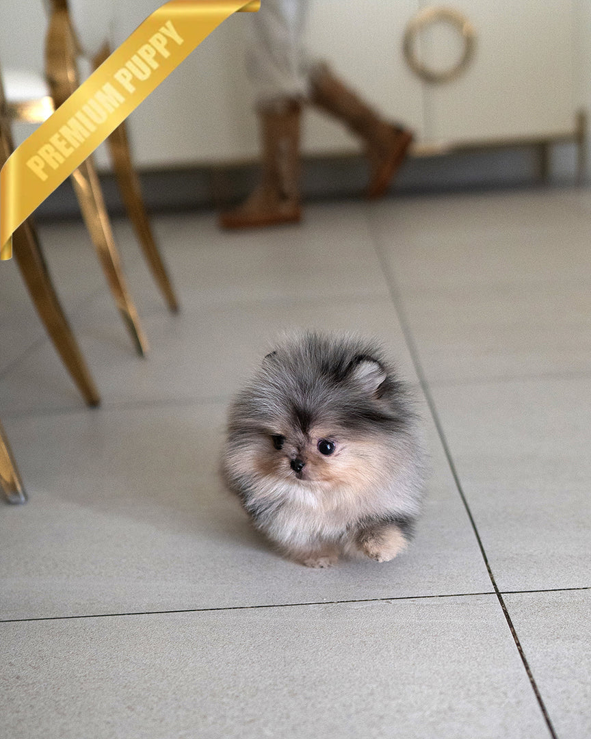 GISELE - FEMALE (RESERVED by BREON) - ROLLY TEACUP PUPPIES - TEACUP PUPPY FOR SALE