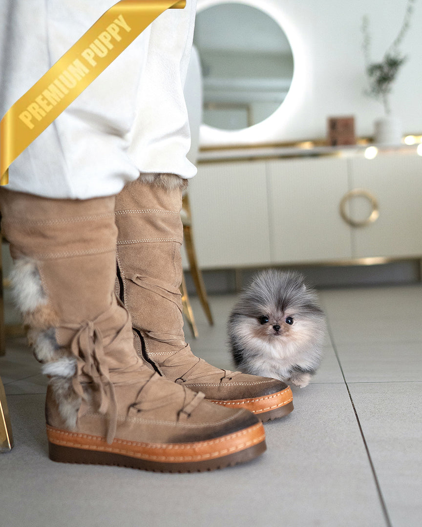 GISELE - FEMALE (RESERVED by BREON) - ROLLY TEACUP PUPPIES - TEACUP PUPPY FOR SALE