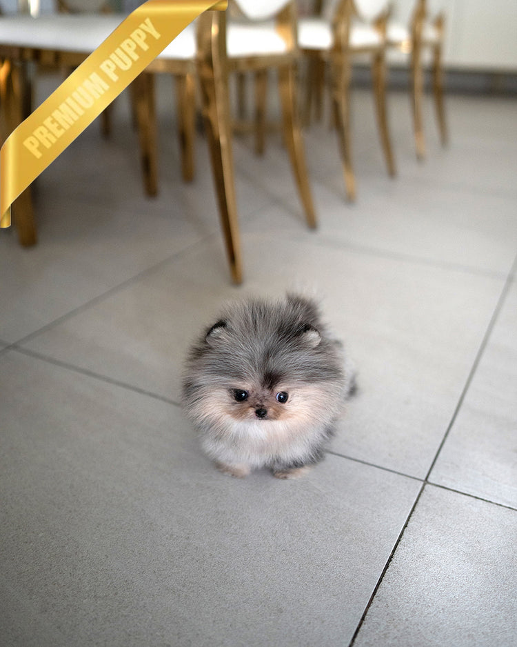 GISELE - FEMALE (RESERVED by BREON) - ROLLY TEACUP PUPPIES - TEACUP PUPPY FOR SALE